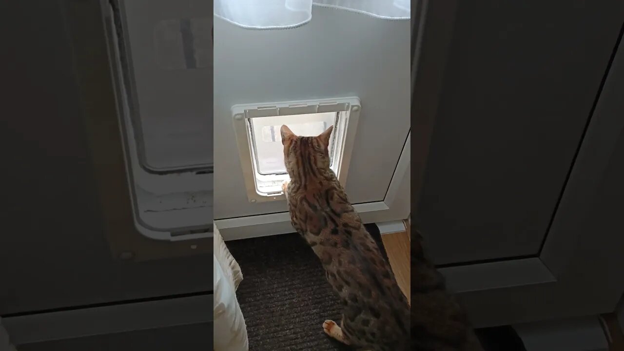 Cat Flap Patty Cake part 3