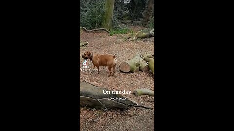 Boerboel In The Woods