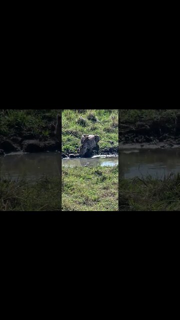 Thirsty cheetah #shorts | #ShortsAfrica