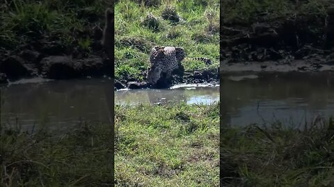 Thirsty cheetah #shorts | #ShortsAfrica