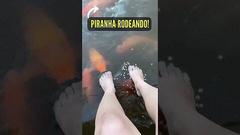 Piranha Rodeando o Pezinho! #shorts #peixe #rio #piranha