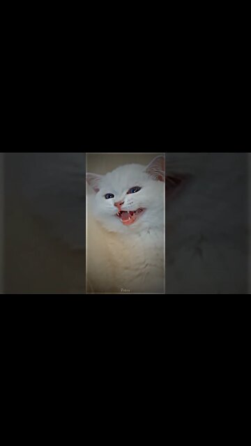 Funny Cats and Kittens Meowing Compilation&Baby Cats -Cute and Funny Cat Videos #shorts (2)