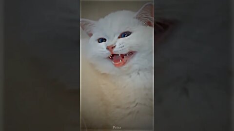 Funny Cats and Kittens Meowing Compilation&Baby Cats -Cute and Funny Cat Videos #shorts (2)