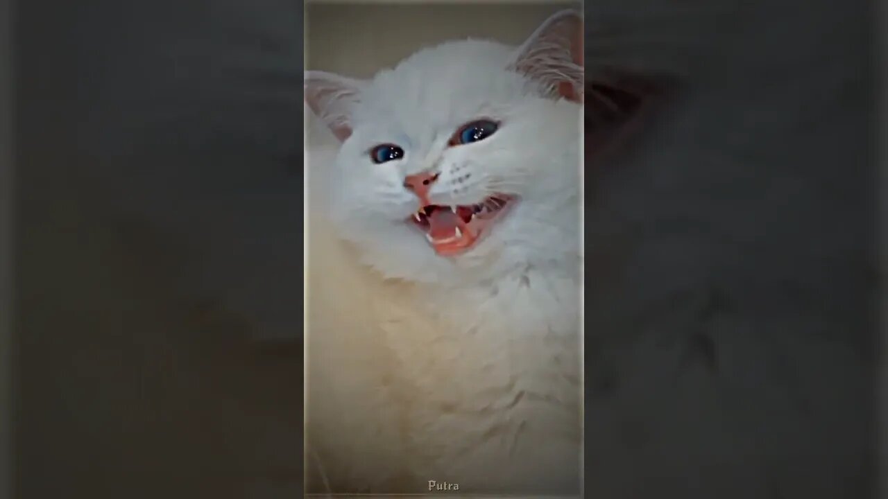 Funny Cats and Kittens Meowing Compilation&Baby Cats -Cute and Funny Cat Videos #shorts (2)