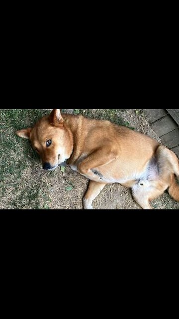 Please Pray for Higgins. He still hurts when he goes. 😢