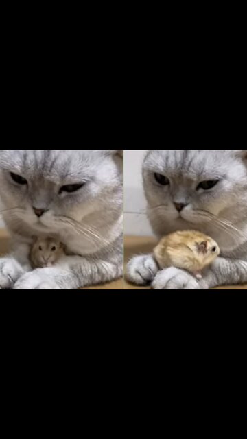 Rat Loves to have a play with Cat [Cute Vedio]