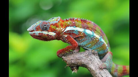 Chameleon change color - Nature's Beauty
