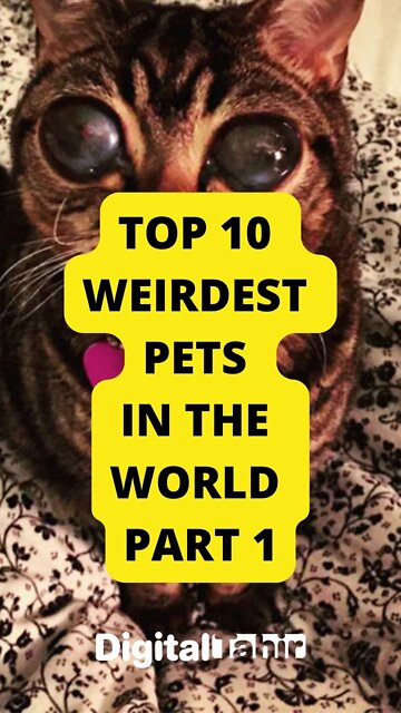 Top 10 Weirdest Pets In The World PART 1
