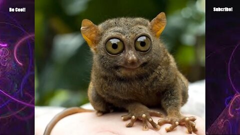 Funny animals face