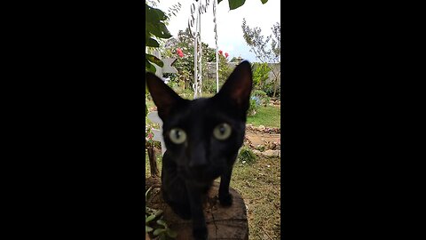 Lola Pimenta minha ajudante na roça