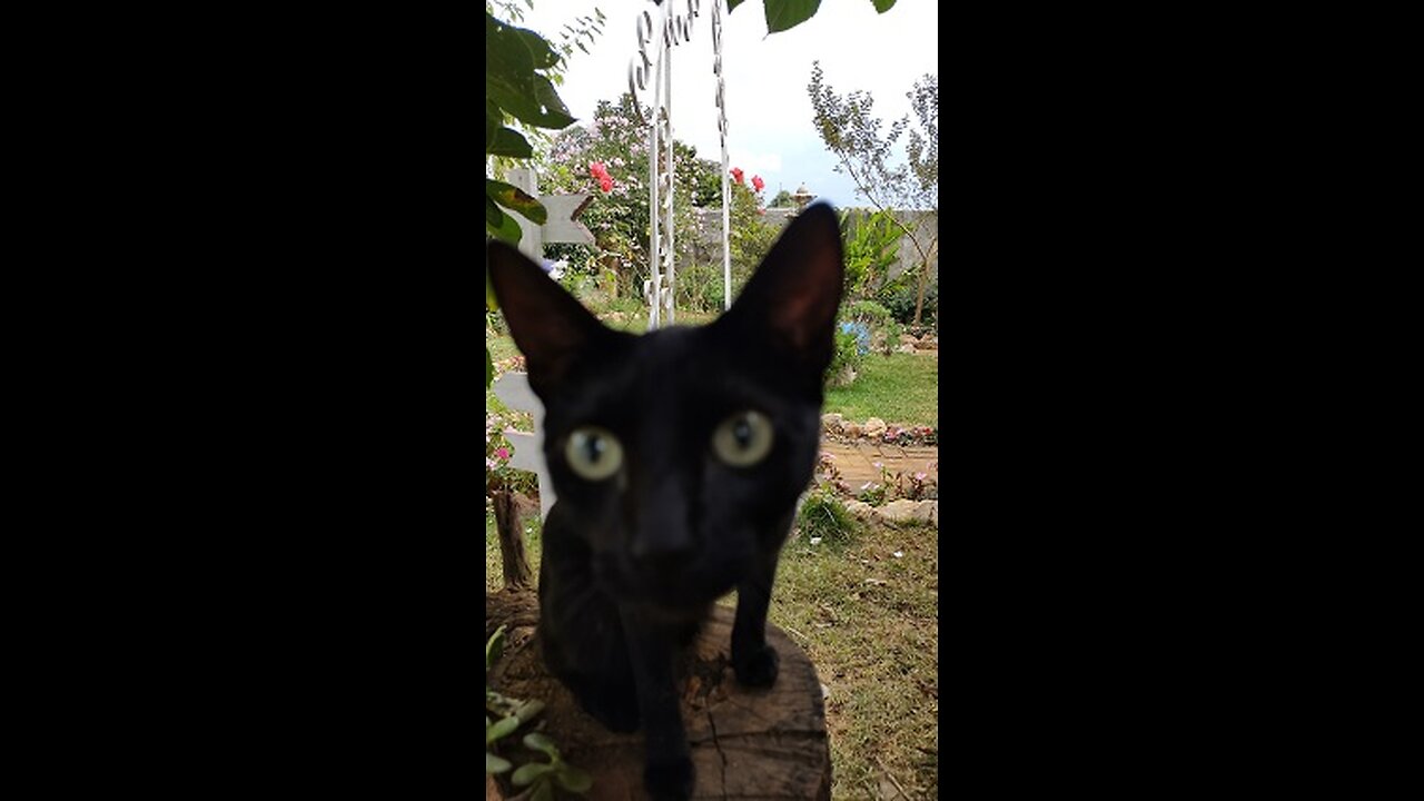 Lola Pimenta minha ajudante na roça