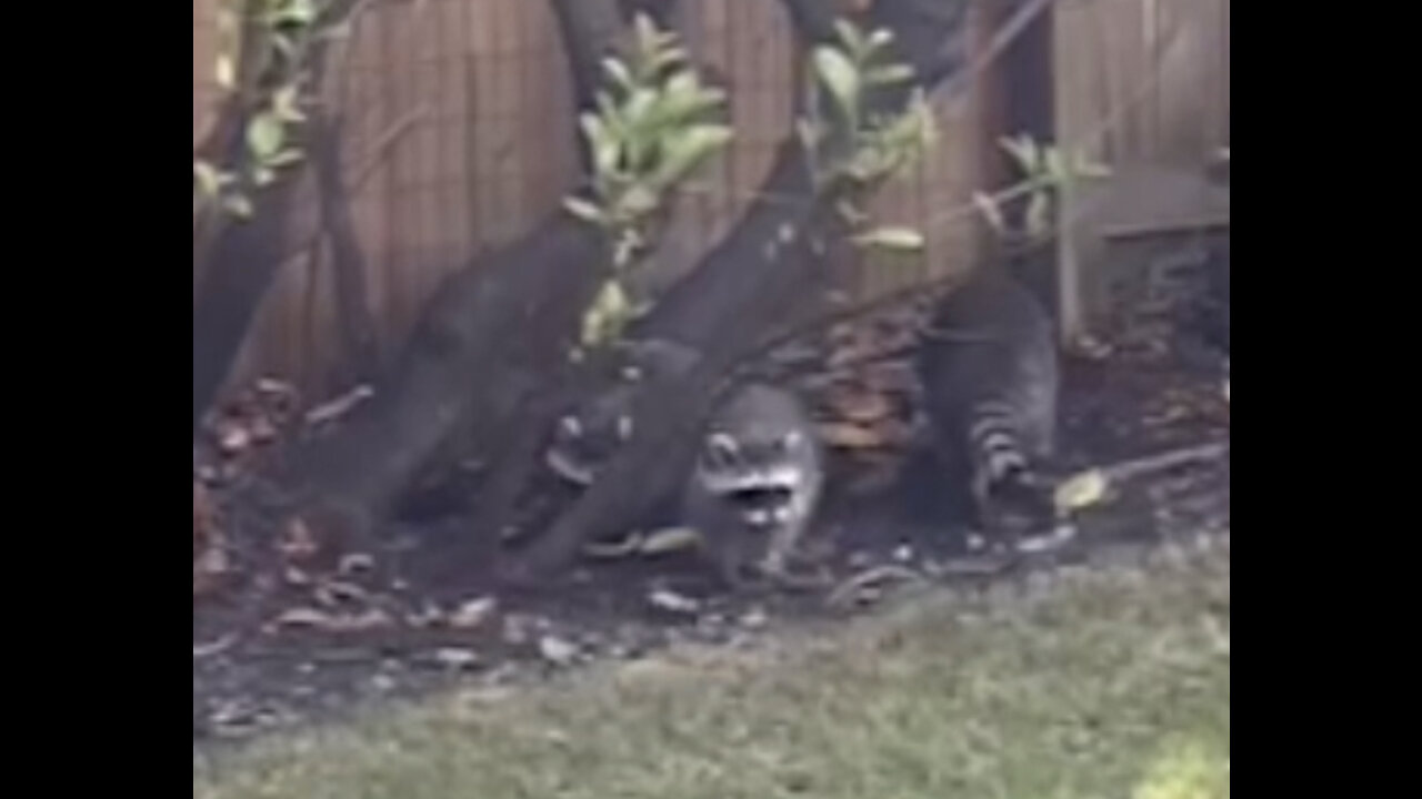 raccoons in my backyard