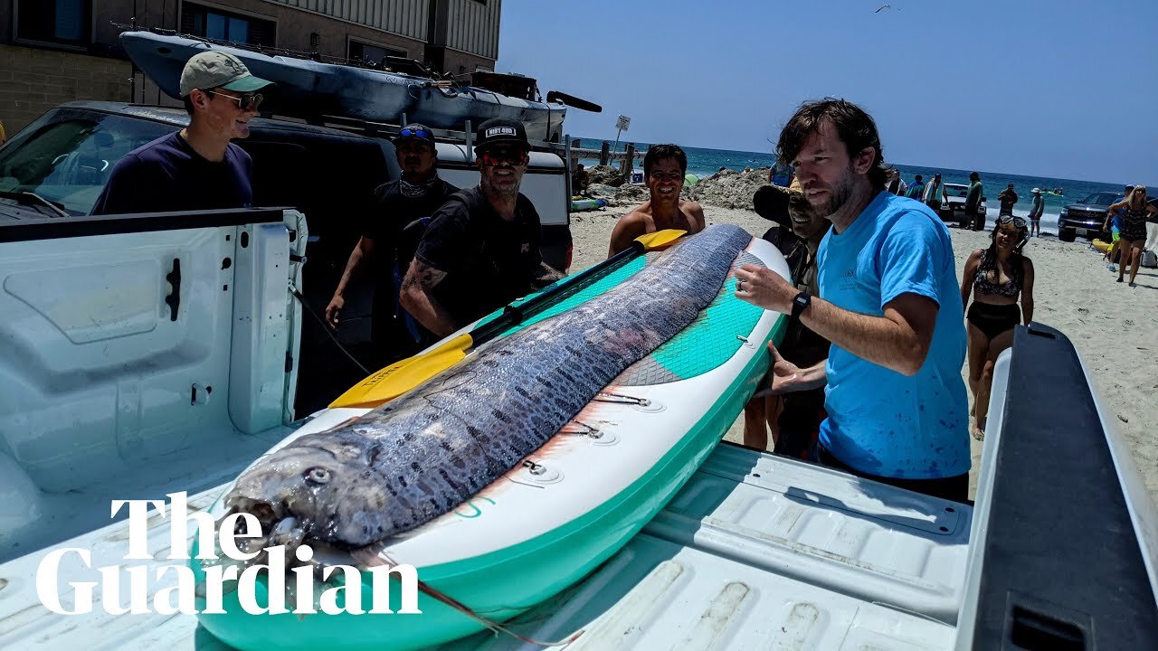 Rarely seen deep-sea fish washes up in California