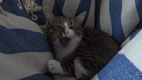 Where Did My Cat Sleep Overnight?