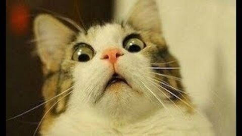 cute pets and funny animals compilation best cutest animal