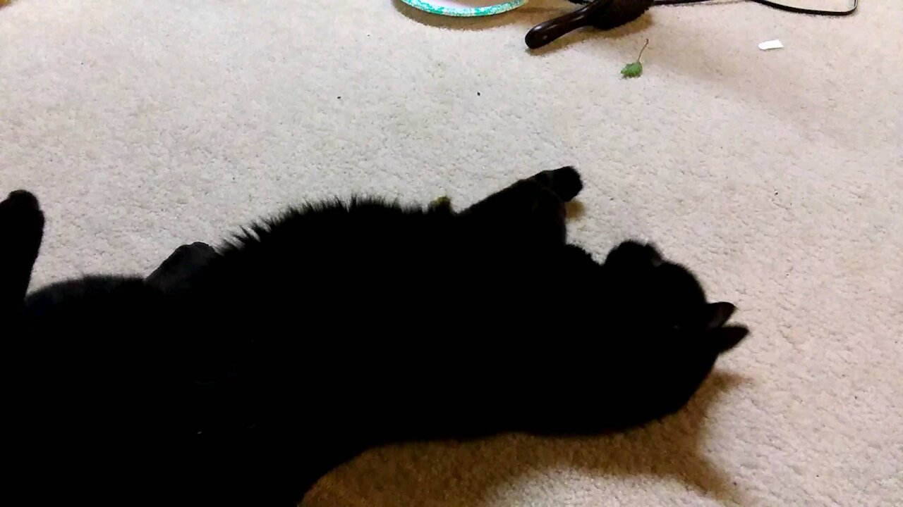 Catnip Midnight Dose