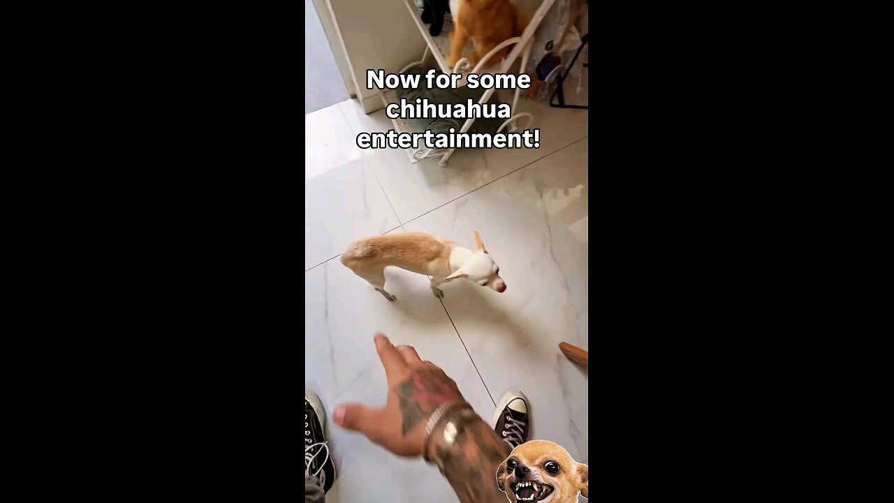 chihuahua entertainment