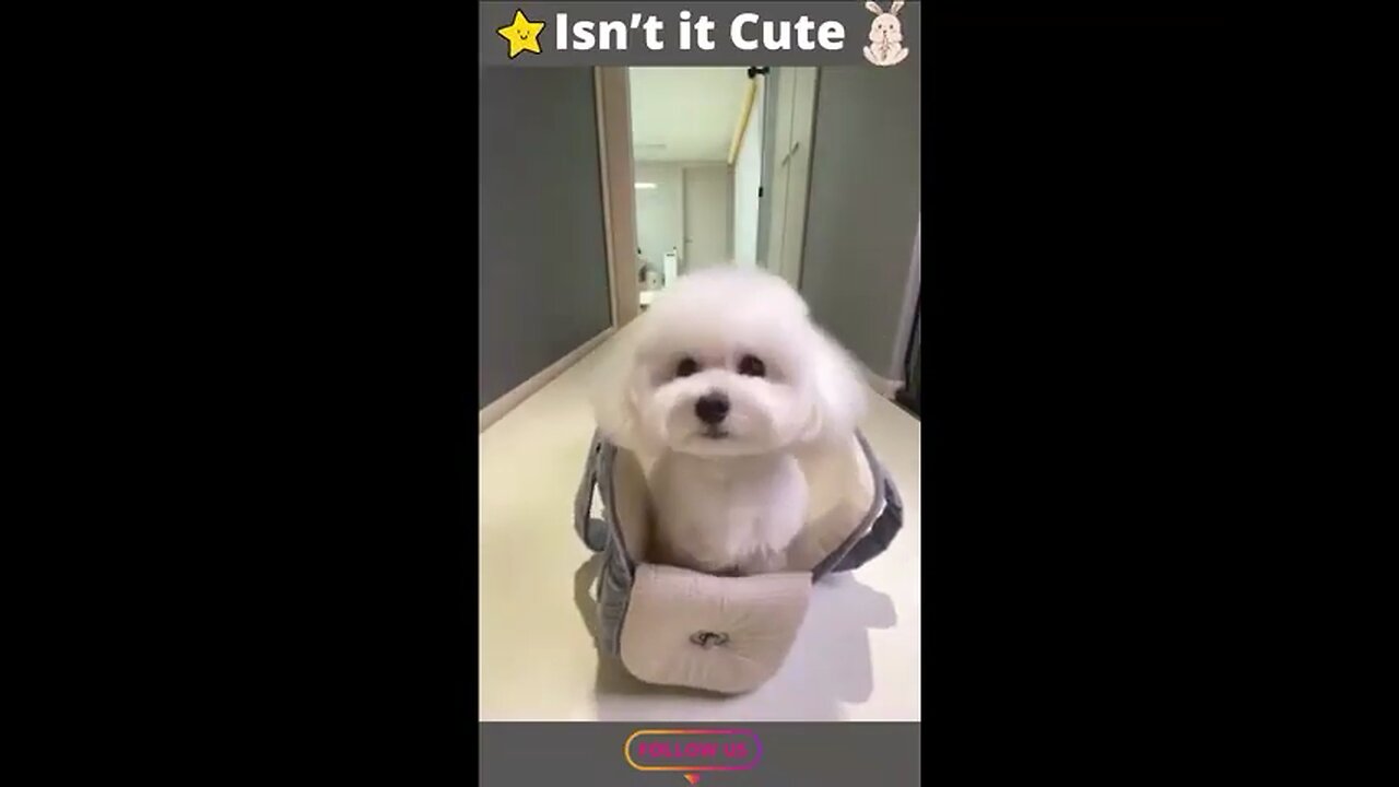 Funny Dog Video😍🐶