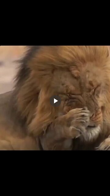 The King is playing with his son.