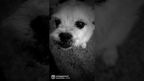 Vintage gizmo