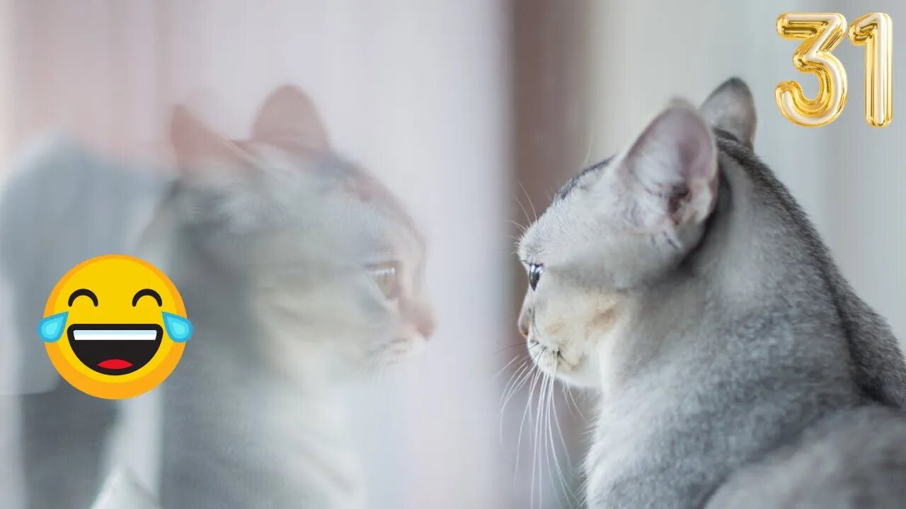 Funniest Cats And Dogs Videos 😹🐶 - Funny Animal Videos 2022 😂 Part 31