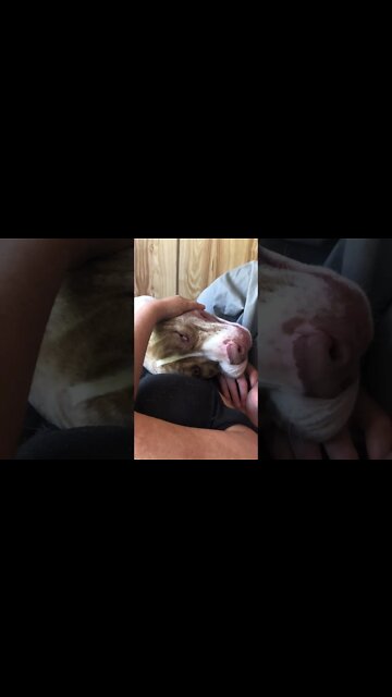 Christmas 🤶 morning dog cuddles