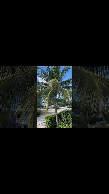 Morning in The Florida Keys 🏝️#keylargo #margaritaville #islandlife