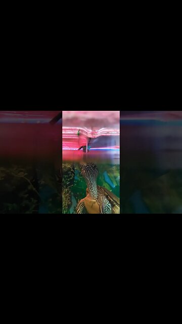 Breathe!!! #pets #reptiles #live #turtle