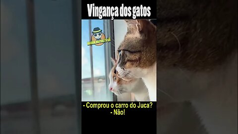 O que será que seus gatos pensam de você | MÁRCIA