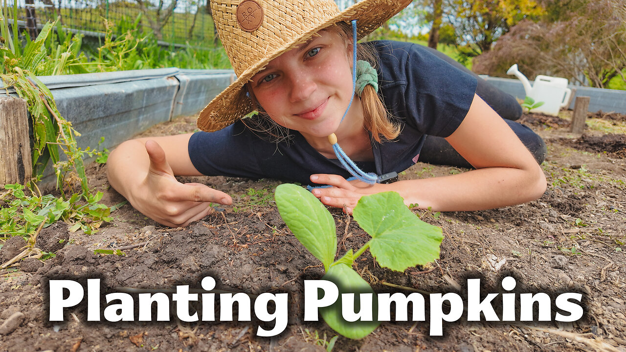 Growing Pumpkins in Cold Tasmania - Will It Work? - Farm Vlog