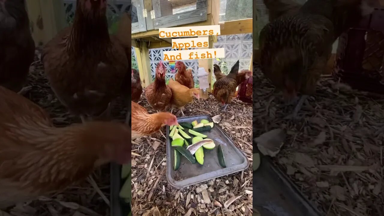 Snack time. #chicken #homesteading #backyardchickens #farmlife #homestead #farm