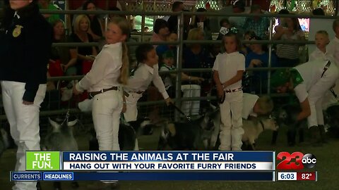 Animals you can hang out with at Kern County Fair