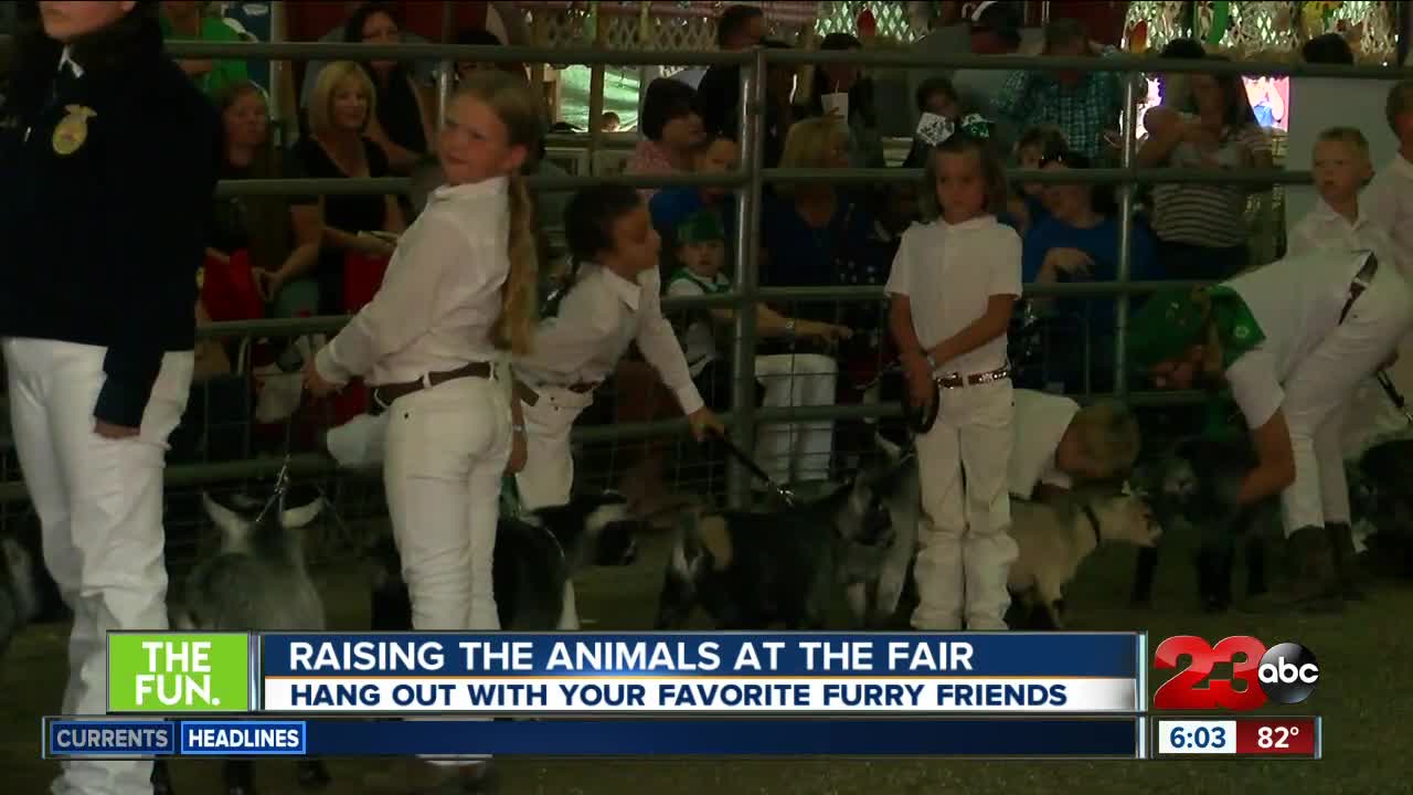 Animals you can hang out with at Kern County Fair