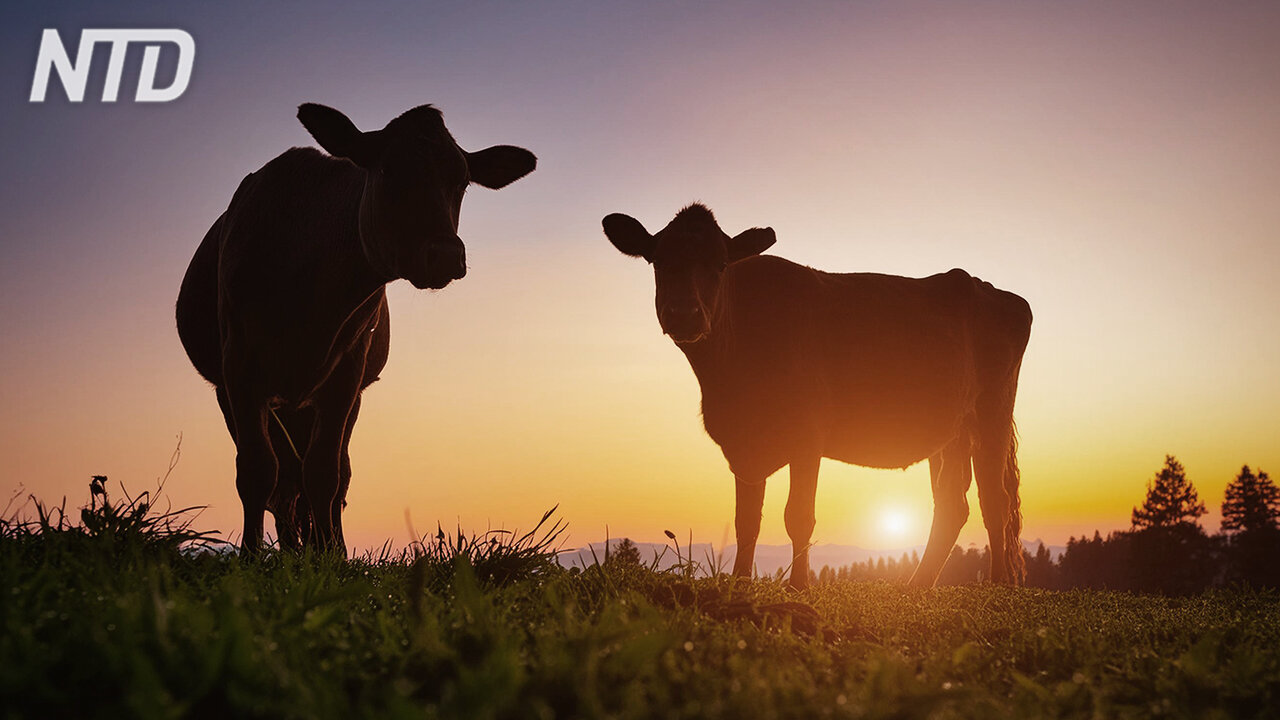 Azoto e agricoltura, l’Olanda distrugge un terzo dell’agricoltura ma “non è scienza, è scientismo”