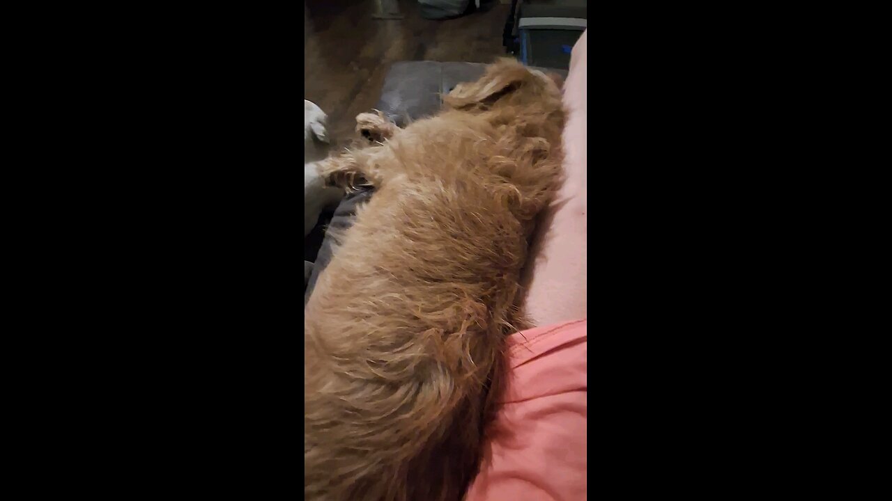 Lazy Dogs