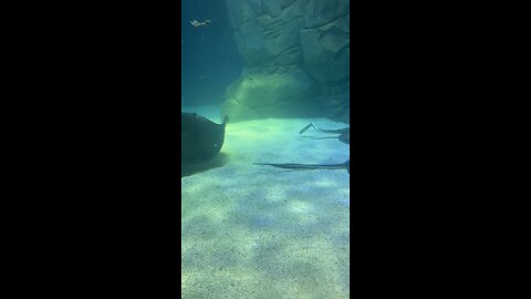 Aquarium at Toronto