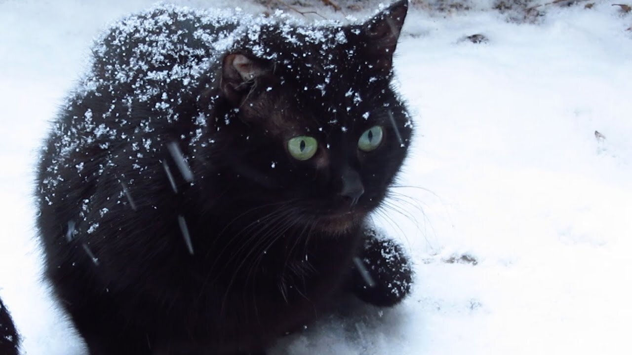 #black cat walking in snow #black cat