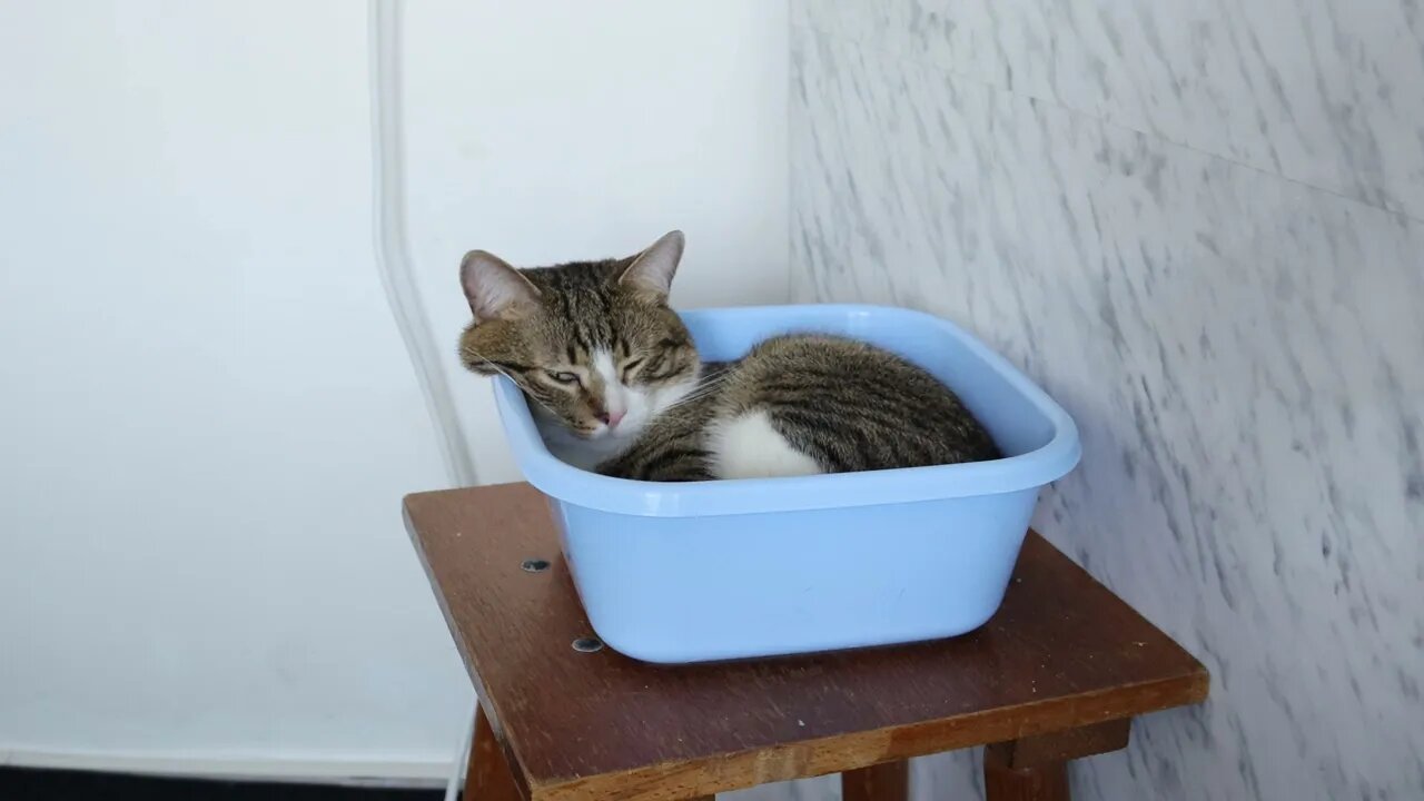 This Is How Cool Cats Sit on Chairs