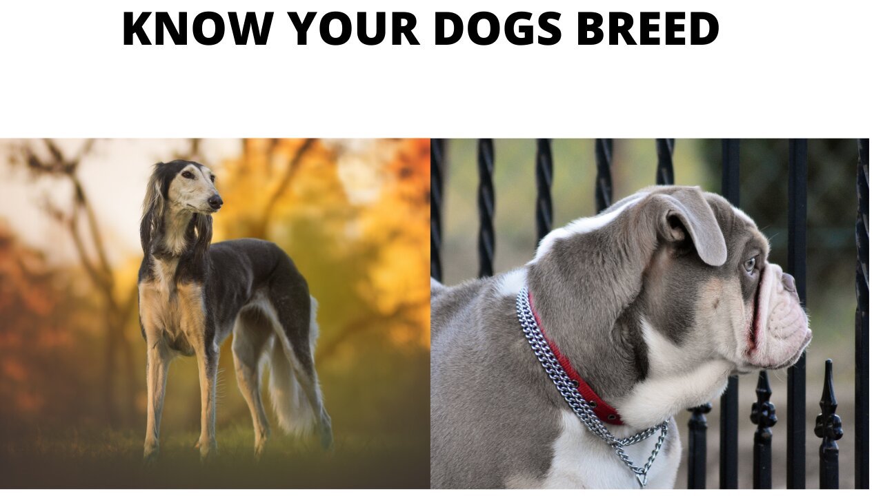 GUARANTEE 100% .know your dogs breed name