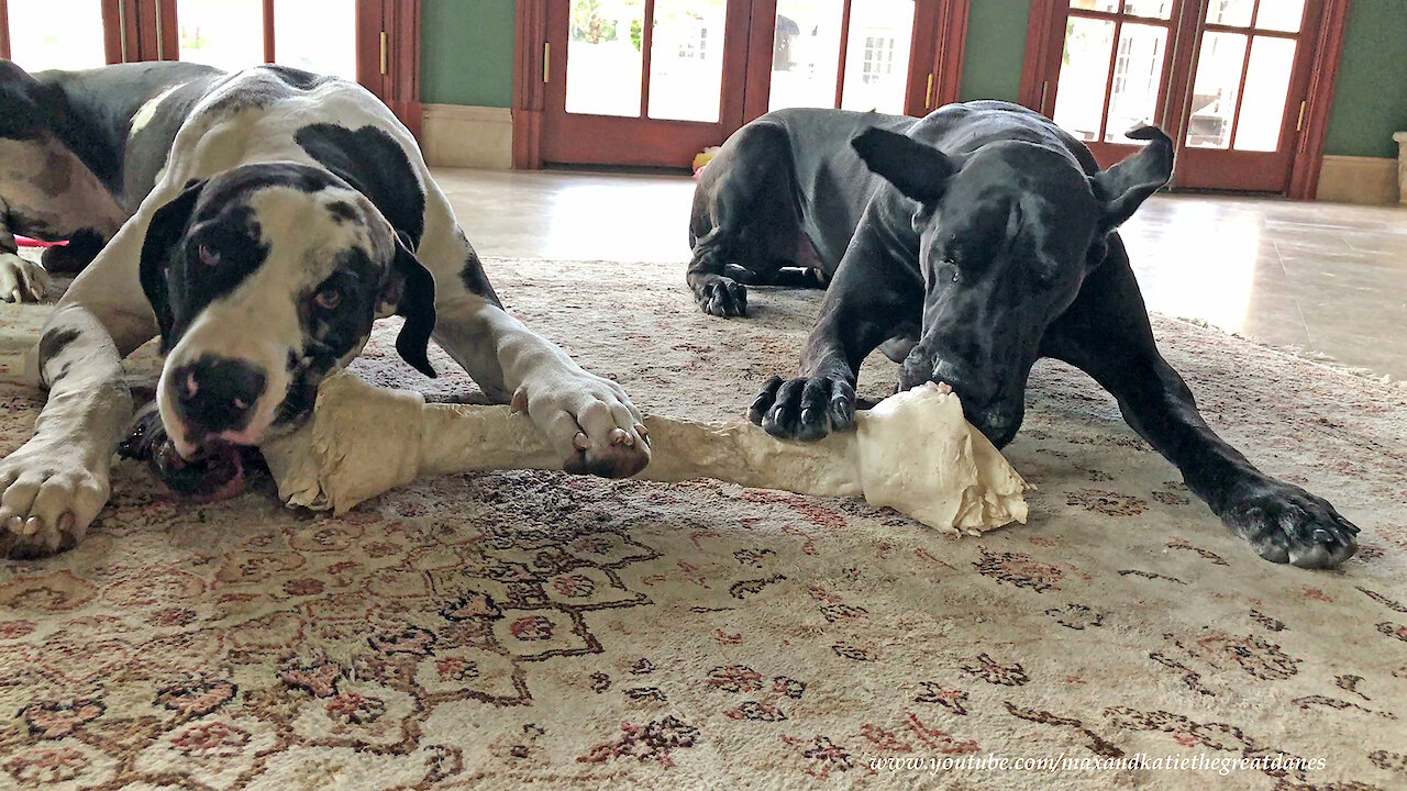Funny Great Dane Bone Chewing and Pawing Sound Effects