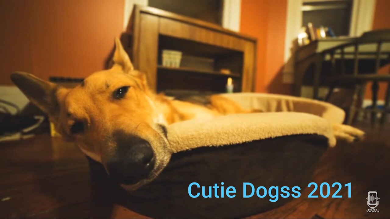 Cutie dogss 2021