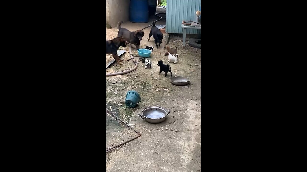 THE DOGS BATTING THE KING COBRA TO SAVE THEIR PUPPIES!