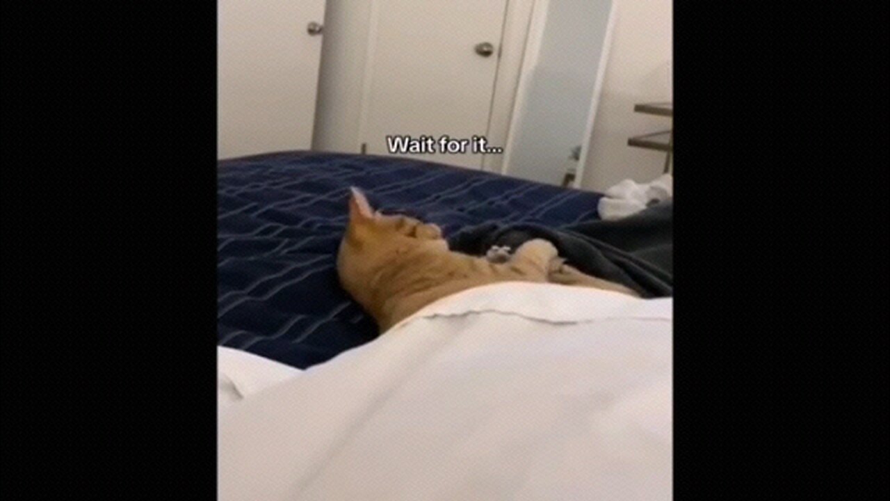 Funny 😁 Animal Videos PT02