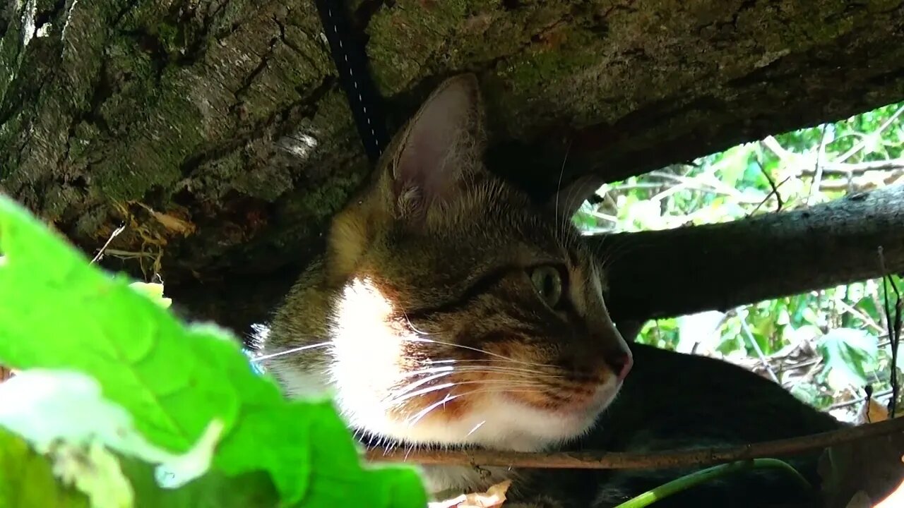 Cute Cat Hides under a Fallen Tree