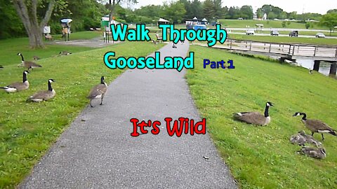 Walk Through GooseLand Part 1