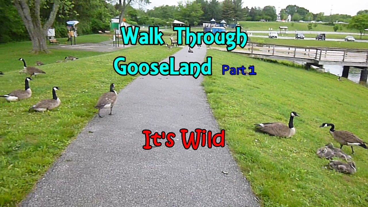 Walk Through GooseLand Part 1