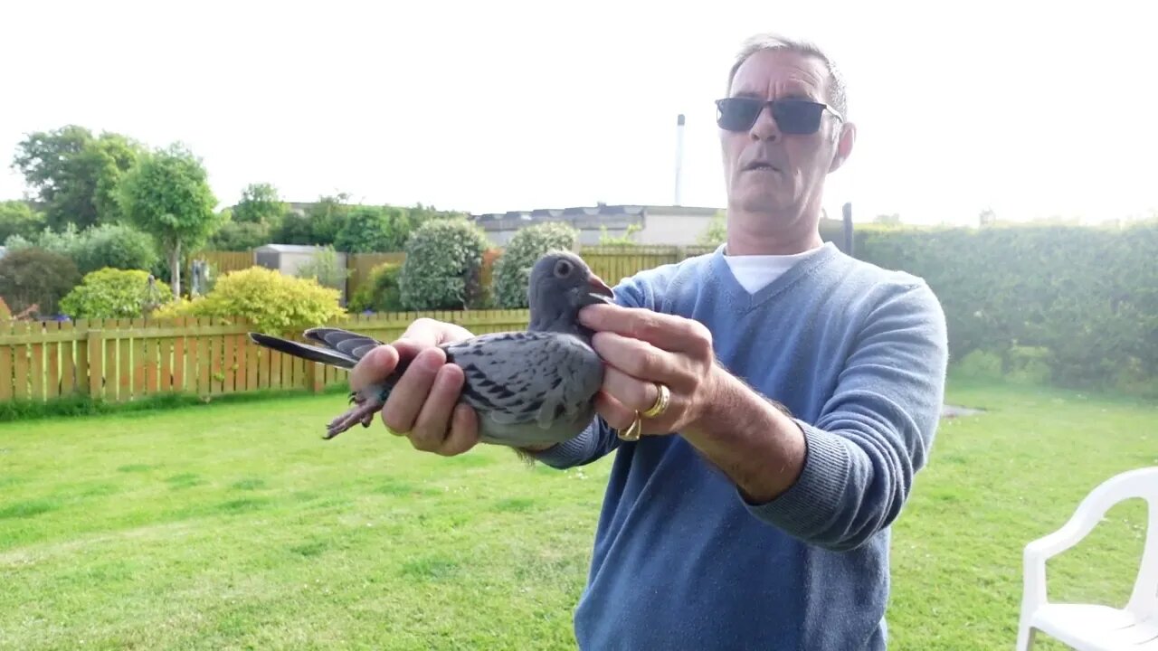 Eight more young birds Gifted to me by my good friend Tam McLeod Tranent.