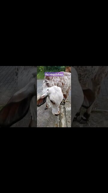 as vaquinhas que gostam de pastar próximo a chácara onde moro #reflexão #amor #vacas #animais
