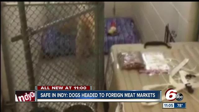 Safe in Indy: Dogs saved from foreign meat market