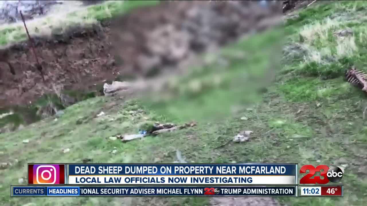 Dead sheep dumped on property near Mcfarland